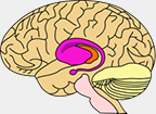 Huntington's Disease